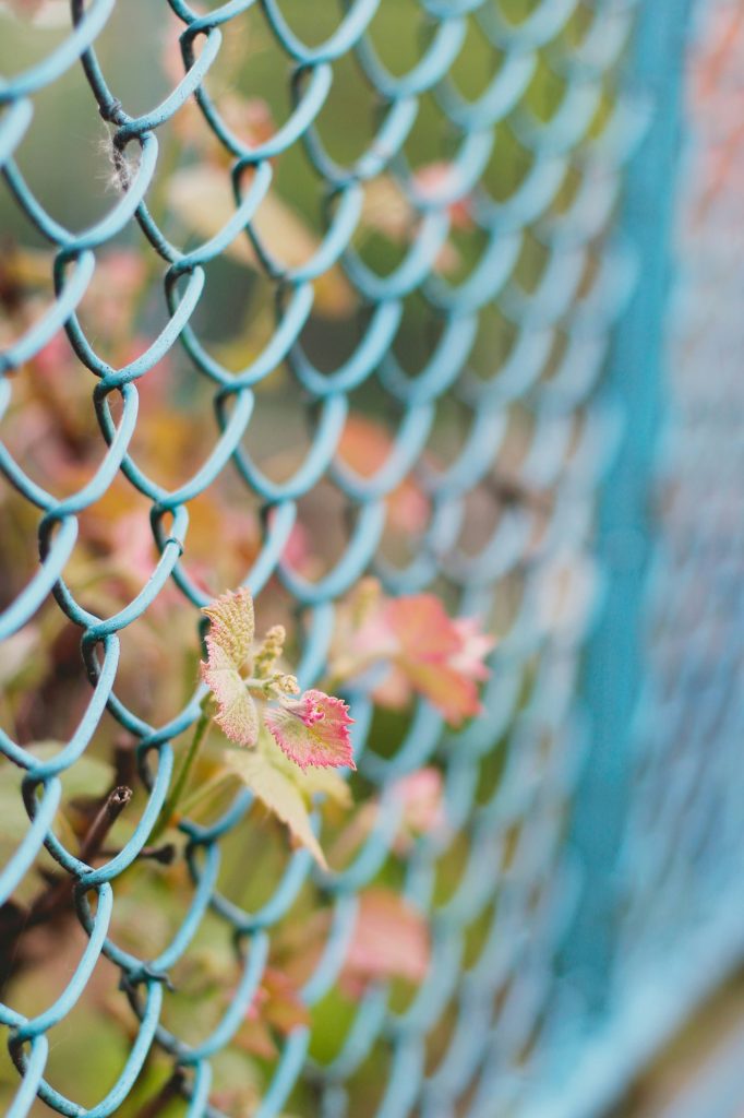 lonely grape leaf/vine leaf getting stuck in the garden fence